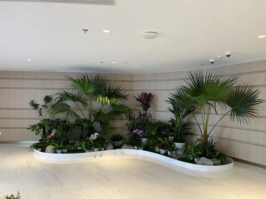 揭秘宁波北仑绿植租摆方案，焕新你的环境